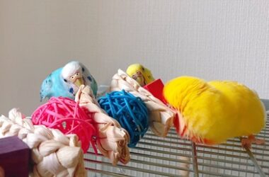 Can Budgies Play with String?