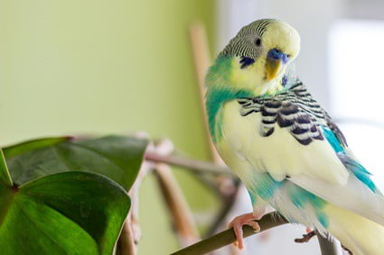 are budgies loud in the morning?