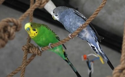 are rope perches bad for budgies?
