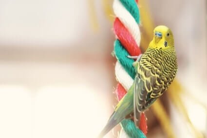 are rope toys safe for budgies?