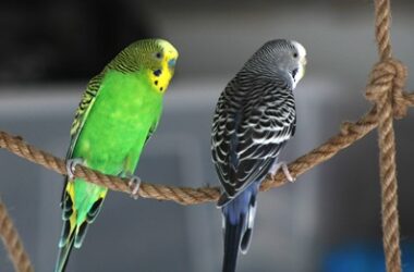 best rope for budgies