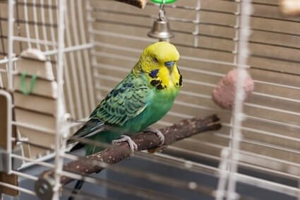 best wood for budgies