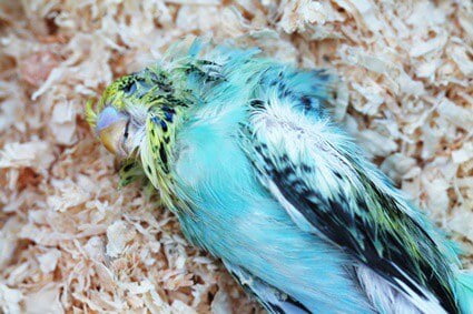 budgie died overnight
