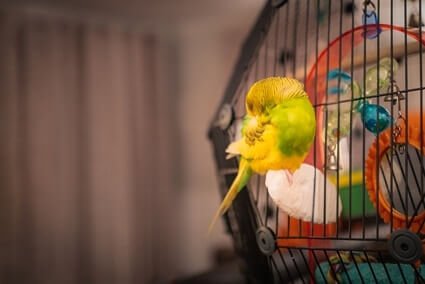 budgie sleeping on side of cage