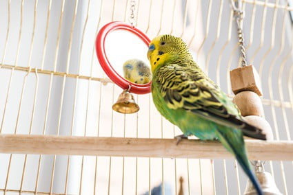 budgie standing on one leg meaning