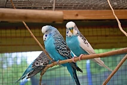 can budgies eat wood?