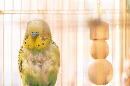 how can you tell when a budgie is dying?