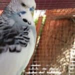 how to tell if your budgie is annoyed