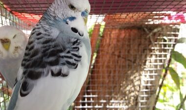 how to tell if your budgie is annoyed