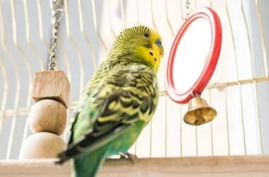 is a mirror bad for a budgie?