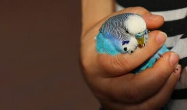is my budgie sick or dying?