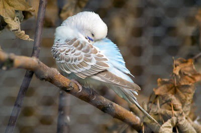 what does it mean when your budgie sleeps a lot?
