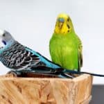 what wood can budgies have?