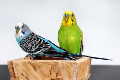 what wood can budgies have?