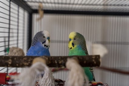 why do budgies chew string?