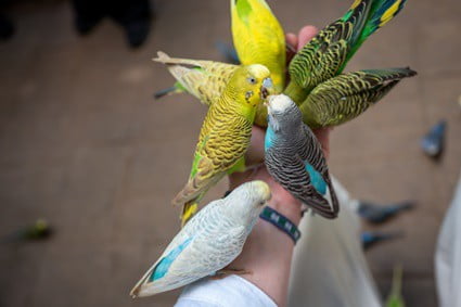 why do budgies fight?
