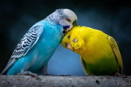 why do budgies puff up their head feathers?