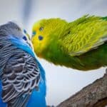 why do budgies stand on one leg?
