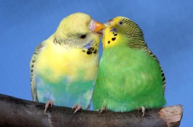 why do my budgies look like they are kissing?