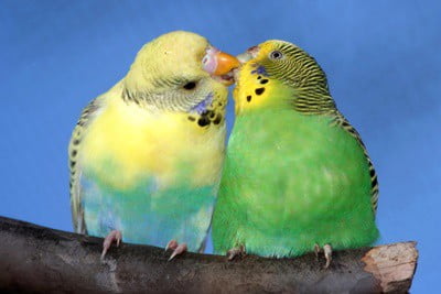 why do my budgies look like they are kissing?