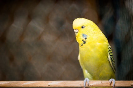 why does my budgie chirp so much?