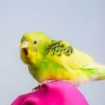 why won’t my budgie stop chirping?