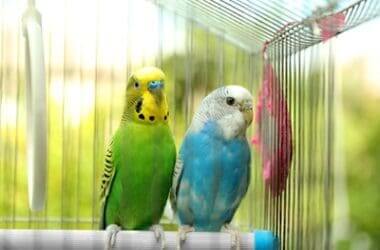 Are Male or Female Budgies Better?