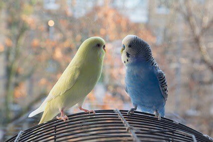 Why do budgies make different sounds?