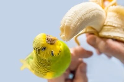 are bananas good for budgies?
