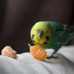 are budgies allowed to eat oranges?