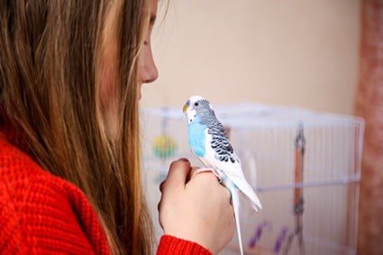 are budgies cuddly?