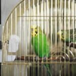 are budgies good for apartments?