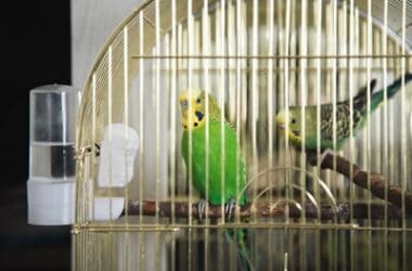 are budgies good for apartments?