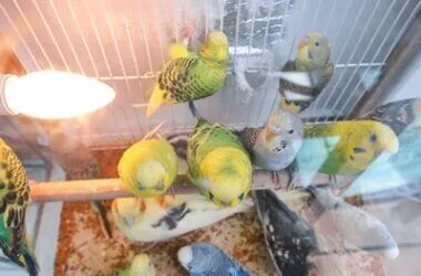 are budgies messy pets?