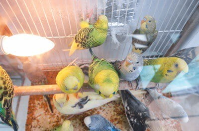 are budgies messy pets?