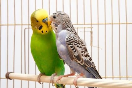 are female budgies quieter than males?