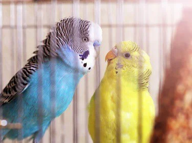 are male or female budgies friendlier?