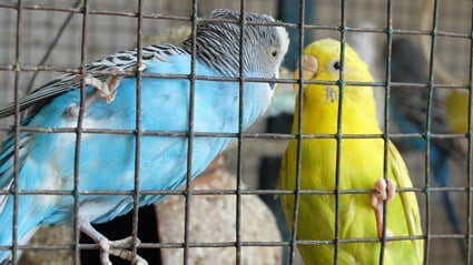 are mineral blocks good for budgies?