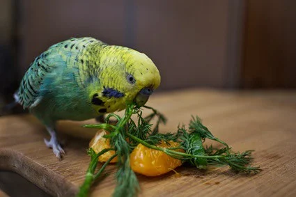 are oranges safe for budgies?