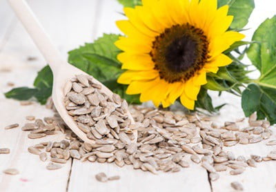 are sunflower seeds good for budgies?