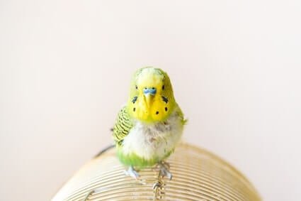 at what age do budgies molt?