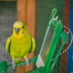 best names for a green budgie
