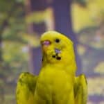 best names for yellow budgies