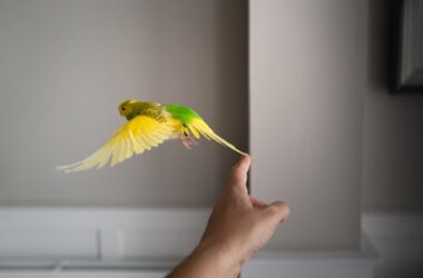 budgie flying problems