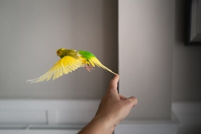 budgie flying problems