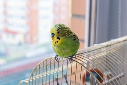 budgie stressed out