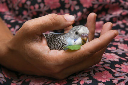 can a budgie die from stress?