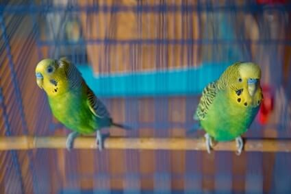 can brother and sister budgies have babies?