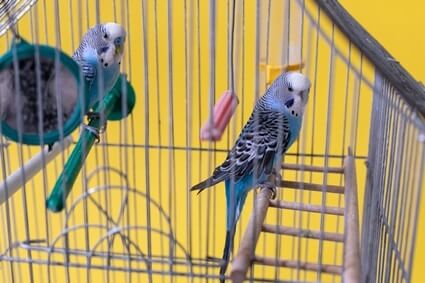 can budgie siblings live together?