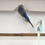can budgies chew paper?